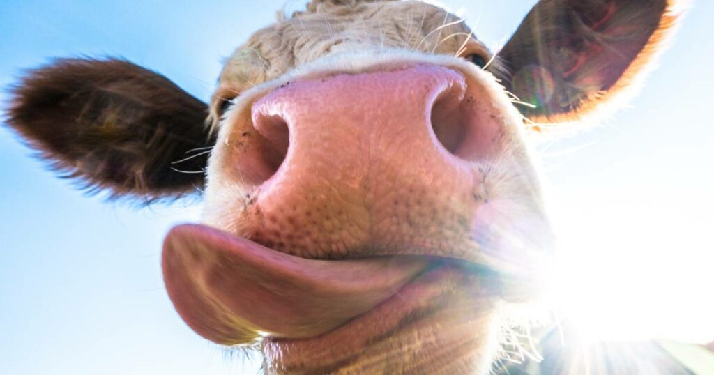 vaca