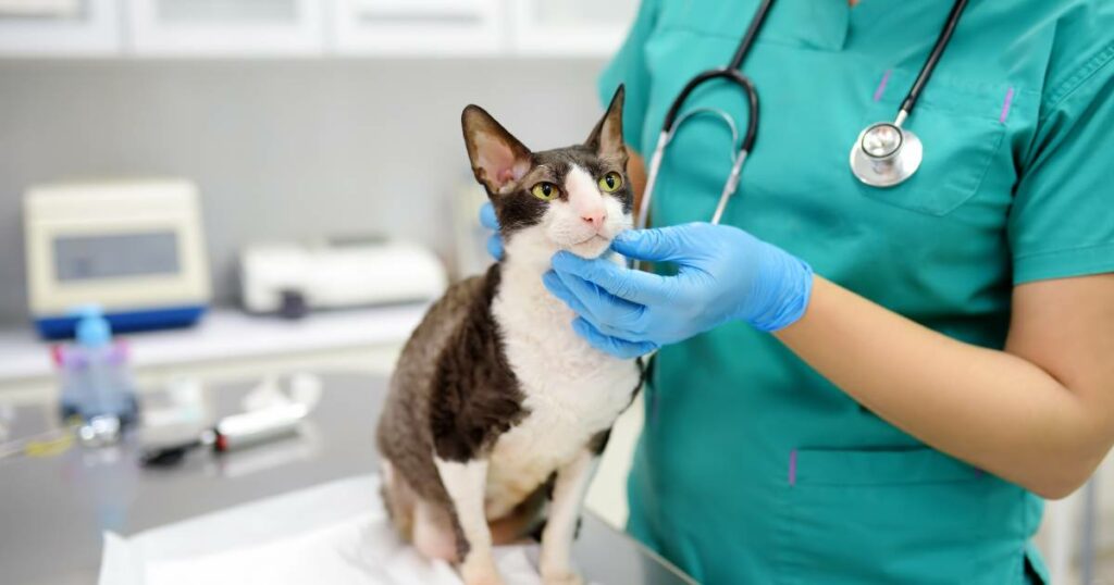 veterinario 24 horas