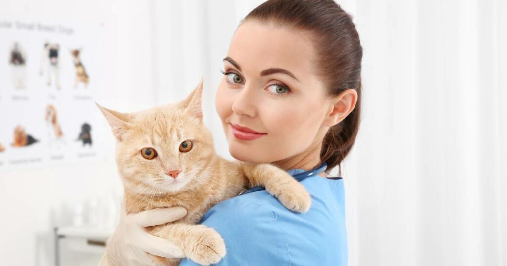 veterinario de gato