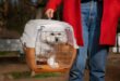 transporte de animais