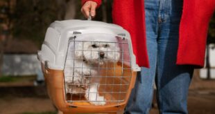 transporte de animais