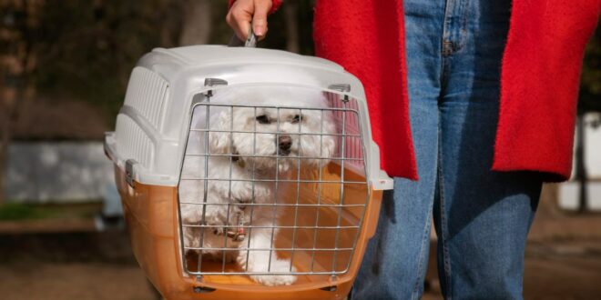 transporte de animais