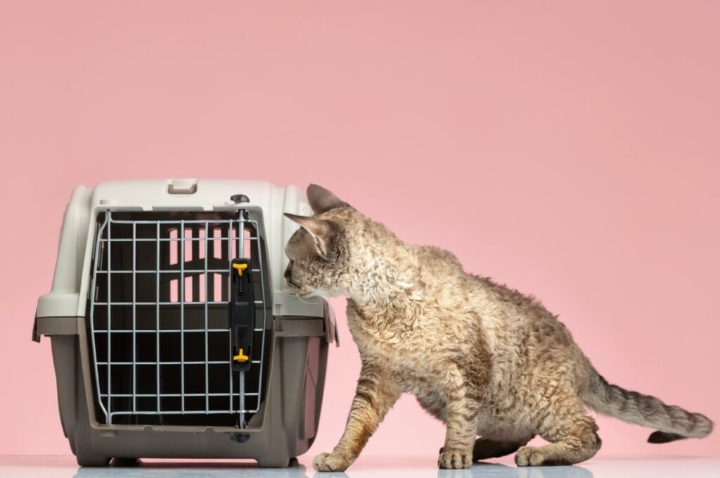 transporte de pets