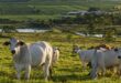 agricultura e pecuária
