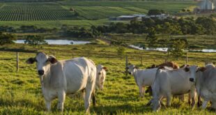 agricultura e pecuária