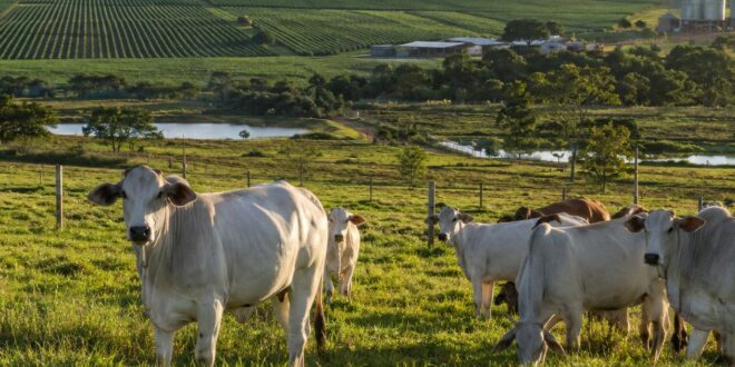 agricultura e pecuária